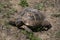Gopher turtle in caucasus