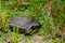 Gopher turtle in habitat