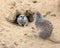 Gophers in wildlife among the grass near the holes. Gopher sits near a hole on a sunny summer day. Wild animals in their natural