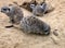 Gophers in wildlife among the grass near the holes. Gopher sits near a hole on a sunny summer day. Wild animals in their natural