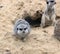 Gophers in wildlife among the grass near the holes. Gopher sits near a hole on a sunny summer day. Wild animals in their natural