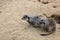 Gophers in wildlife among the grass near the holes. Gopher sits near a hole on a sunny summer day. Wild animals in their natural