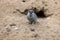 Gophers in wildlife among the grass near the holes. Gopher sits near a hole on a sunny summer day. Wild animals in their natural