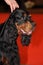 Gordon Setter dog