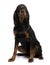 Gordon Setter dog, sitting and looking up