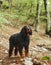A Gordon Setter dog stands alert in a woodland trail