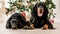 Gordon setter dogs in Christmas time