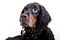 Gordon setter face