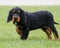 Gordon Setter puppy posing on the grass