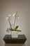 A goregous white orchid centerpiece