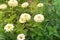 Gorgeous abundant of giant white Zinnia elegans flowers at flower garden in Texas, America