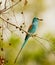 The gorgeous Abyssinian Roller