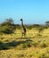 Gorgeous African giraffe