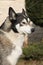 Gorgeous Alaskan Malamute in the garden