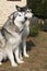 Gorgeous Alaskan Malamutes in the garden