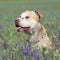 Gorgeous American Pit Bull Terrier in flowers