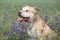 Gorgeous American Pit Bull Terrier in flowers