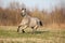 Gorgeous appaloosa running in spring nature