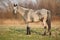 Gorgeous appaloosa standing in nature