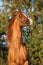 Gorgeous arabian horse prancing in the evening