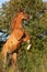 Gorgeous arabian horse prancing in the evening