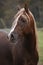 Gorgeous arabian stallion with long mane