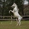 Gorgeous arabian stallion prancing