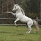 Gorgeous arabian stallion prancing