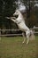 Gorgeous arabian stallion prancing