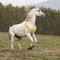 Gorgeous arabian stallion prancing