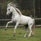 Gorgeous arabian stallion prancing