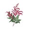 Gorgeous Astilbe or False Goat s Beard blooming flowers and leaves hand drawn on white background. Elegant natural