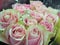 Gorgeous & Attractive Close Up Pink Rose Flowers Bouquet