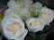 Gorgeous & Attractive Close Up White Rose Flowers Bouquet