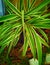 Gorgeous Australian Flax Lily Plant