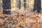 Gorgeous autumn scenic forest and dry grass. Fall nature background.