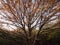 A gorgeous autumn tree with sunset light cast over half of it an