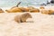 Gorgeous baby sea lion in san cristobal galapagos islands