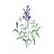 Gorgeous Baikal skullcap flowers and leaves hand drawn on white background. Beautiful flowering plant, herb used in