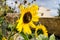 Gorgeous beautiful shining sunflower in the summer sun