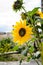 Gorgeous beautiful shining sunflower in the summer sun