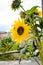 Gorgeous beautiful shining sunflower in the summer sun