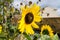 Gorgeous beautiful shining sunflower in the summer sun