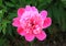 Gorgeous beauty close up view of peony pink flower. Amazing nature flower background