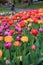 Gorgeous bed of colorful tulips in landscaped garden