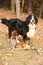 Gorgeous bernese mountain dog standing in autumn forest