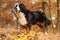 Gorgeous bernese mountain dog standing in autumn forest