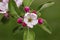 Gorgeous beutiful blooming apple tree brunch isolated. Gorgeous backgrounds