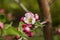 Gorgeous beutiful blooming apple tree brunch isolated. Gorgeous backgrounds