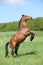 Gorgeous big brown horse prancing